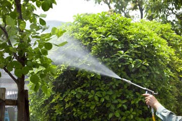 植木の消毒